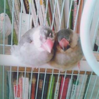 白文鳥、桜文鳥の中びな(籠、おもちゃ有)
