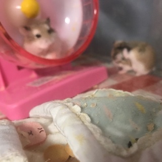 2ヶ月のロボロフスキーハムスター 男のコ 里親募集