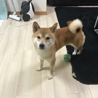 今何名かで検討させていただいていますので募集終了間近です。