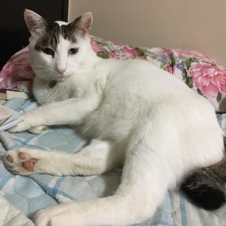 【三鷹市】迷い猫探しています - 三鷹市