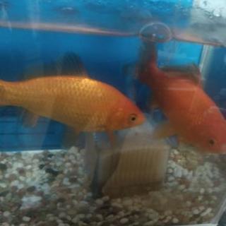金魚２匹里親募集