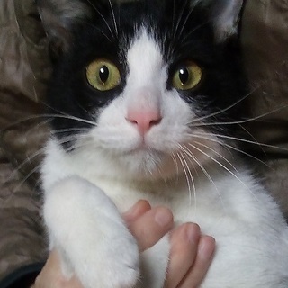 猫の預かりボランティア