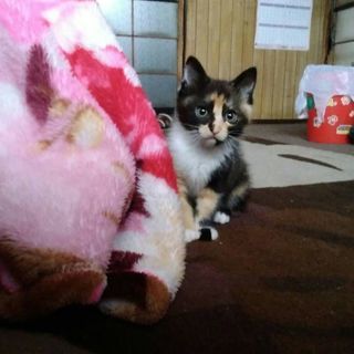 生後3ヶ月くらいの三毛猫