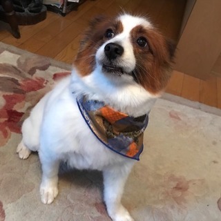 パピヨン  オス9才の里親を募集致しますの画像
