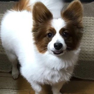 パピヨン  オス9才の里親を募集致します − 京都府