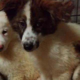 カンタ君の里親さん決定 - 犬