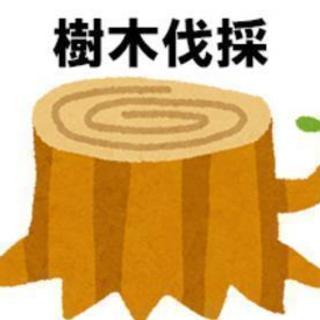 【空屋の手入れ】越境木の伐採＆ごみ片付け！独自料金システム