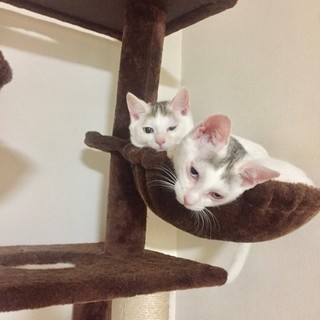 美猫の白猫～オットアイの兄弟アナ＆ヨータちゃん♪三か月です。