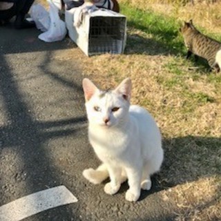 美猫の白猫～オットアイのお姉ちゃん猫ルビーちゃん♪　三か月です。