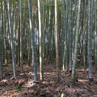 手入の行き届いた立派な竹林です！！興味のある方必見！！