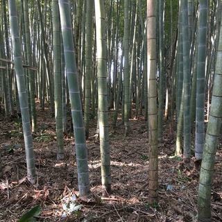 手入れの行き届いた綺麗な竹林です、興味のある方必見！！