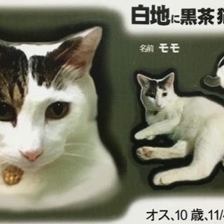 【三鷹市】迷い猫探しています - 手伝って/助けて
