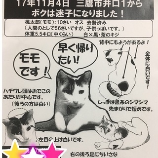 【三鷹市】迷い猫探しています - 助け合い