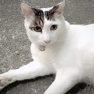 【三鷹市】迷い猫探しています − 東京都