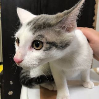 動物好きな人募集