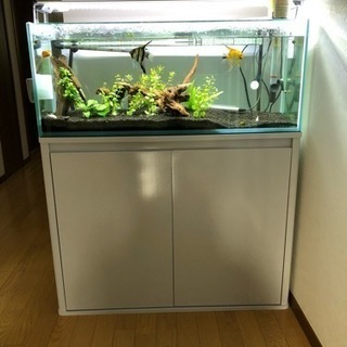熱帯魚 エンゼルフィッシュ