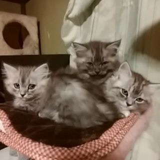 生後2カ月子猫の里親さま募集です。