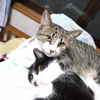 白キジメス黒白ハチワレ姉妹