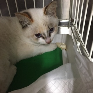 里親さんを募集しています🙇‍♀️