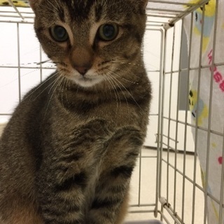 猫の里親さんを募集しています！