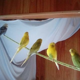 セキセイインコ里親さま募集