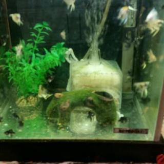 🐠エンゼルフィッシュ🐠の赤ちゃんです😄可愛いがって下さい😊