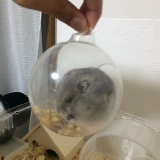ブルーサファイアの仲良し兄弟