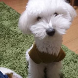 マルチーズ×トイプードル