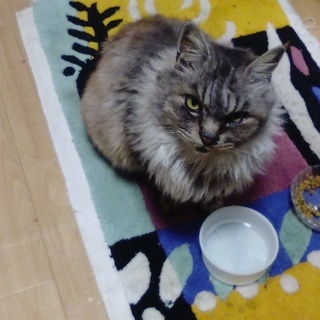 お団子かぎしっぽのノルウエージャンフォレストキャットMIXの女の...