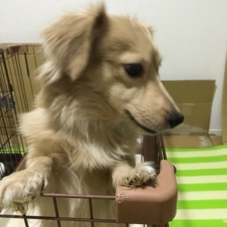 まだ一歳になったばかりのわんちゃん里親募集。希少なポメラニアンと...