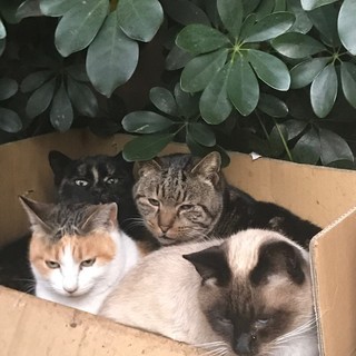 譲って下さい！いらないキャットフード。猫砂など。