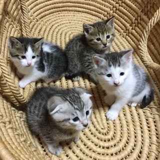 生後１か月になりました☆（子ねこ）