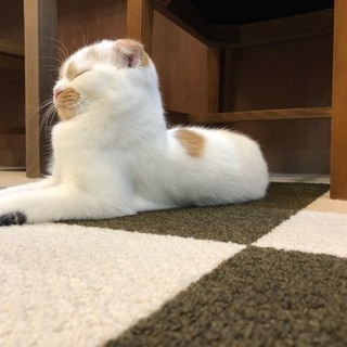 猫カフェに行きませんか(=^ェ^=)？