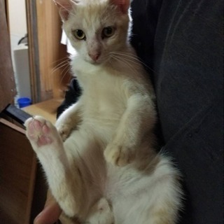 里親募集してます