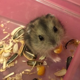 ハムスター（H30.1.1生まれ）4匹里親募集中