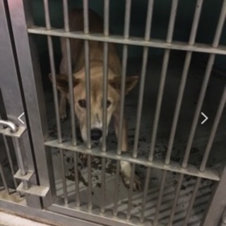 保護犬たちのボランティア