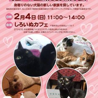2018 / 2/4（日）猫の里親譲渡会