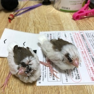 十姉妹の雛