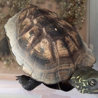 草がめ🐢譲ります！大きめです