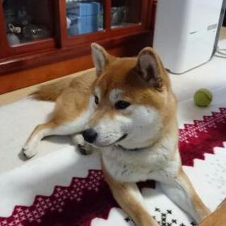 柴犬グループのメンバー