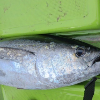 オフショア ルアー キャスティング 船 釣り 