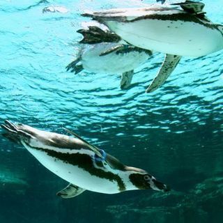 2月24日(2/24)  【20代限定企画】キュートなペンギン達...