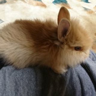 1ヶ月の子うさぎもらって下さい。