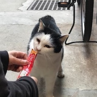 品川区、大田区近辺 里親又は一時預かり