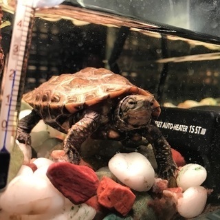 クサガメ（子亀）里親さん募集です。