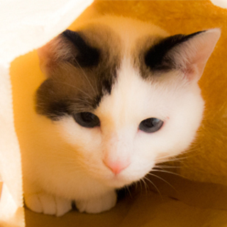 猫カフェ風のセッションルームで「お茶会＆スピリチュアルカウンセリング」