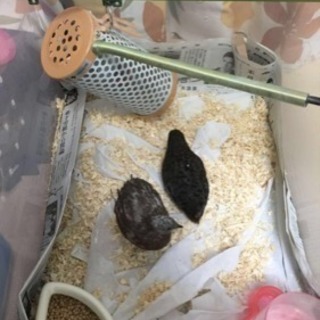 姫うずら 姫ウズラ 3羽 里親募集