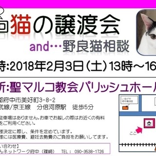 第8回合同猫の譲渡会and野良猫相談会