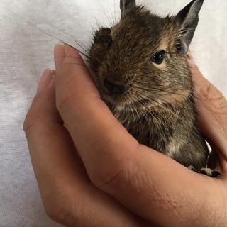 生後3ヶ月のデグー