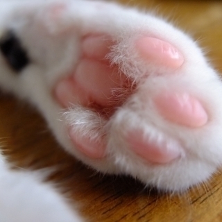どなたか猫の手を借りたいです。謝礼有り。